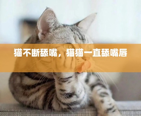 猫不断舔嘴,猫猫一直舔嘴唇