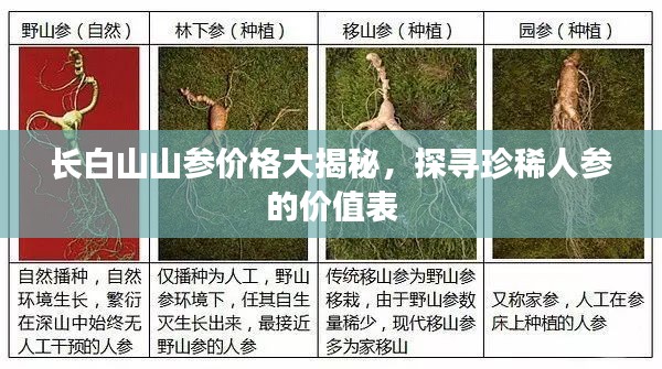 长白山山参价格大揭秘,探寻珍稀人参的价值表