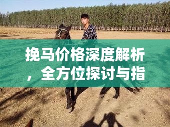 挽马价格深度解析,全方位探讨与指南