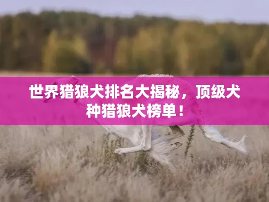 世界猎狼犬排名大揭秘，顶级犬种猎狼犬榜单！