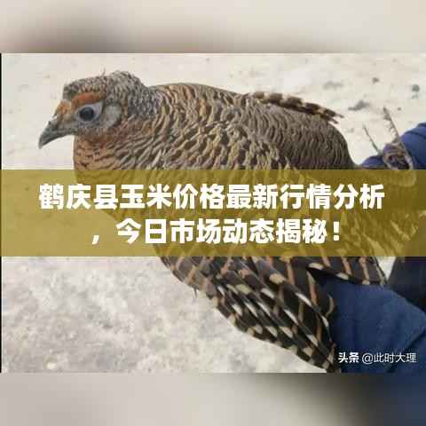 鹤庆县玉米价格最新行情分析,今日市场动态揭秘!