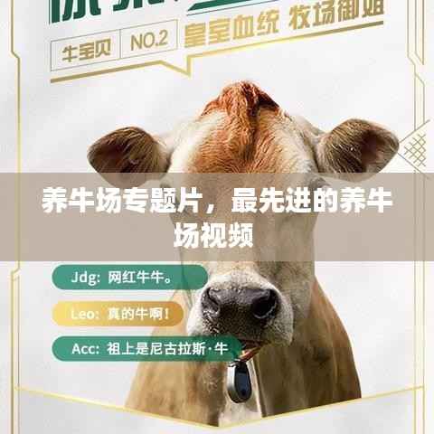 养牛场专题片，最先进的养牛场视频 
